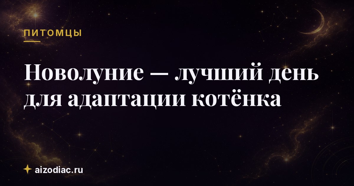 Новолуние — лучший день для адаптации котёнка
